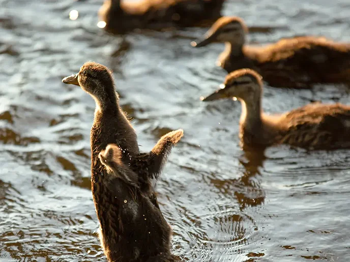 How many ducks </br> <i>did you save?</i>